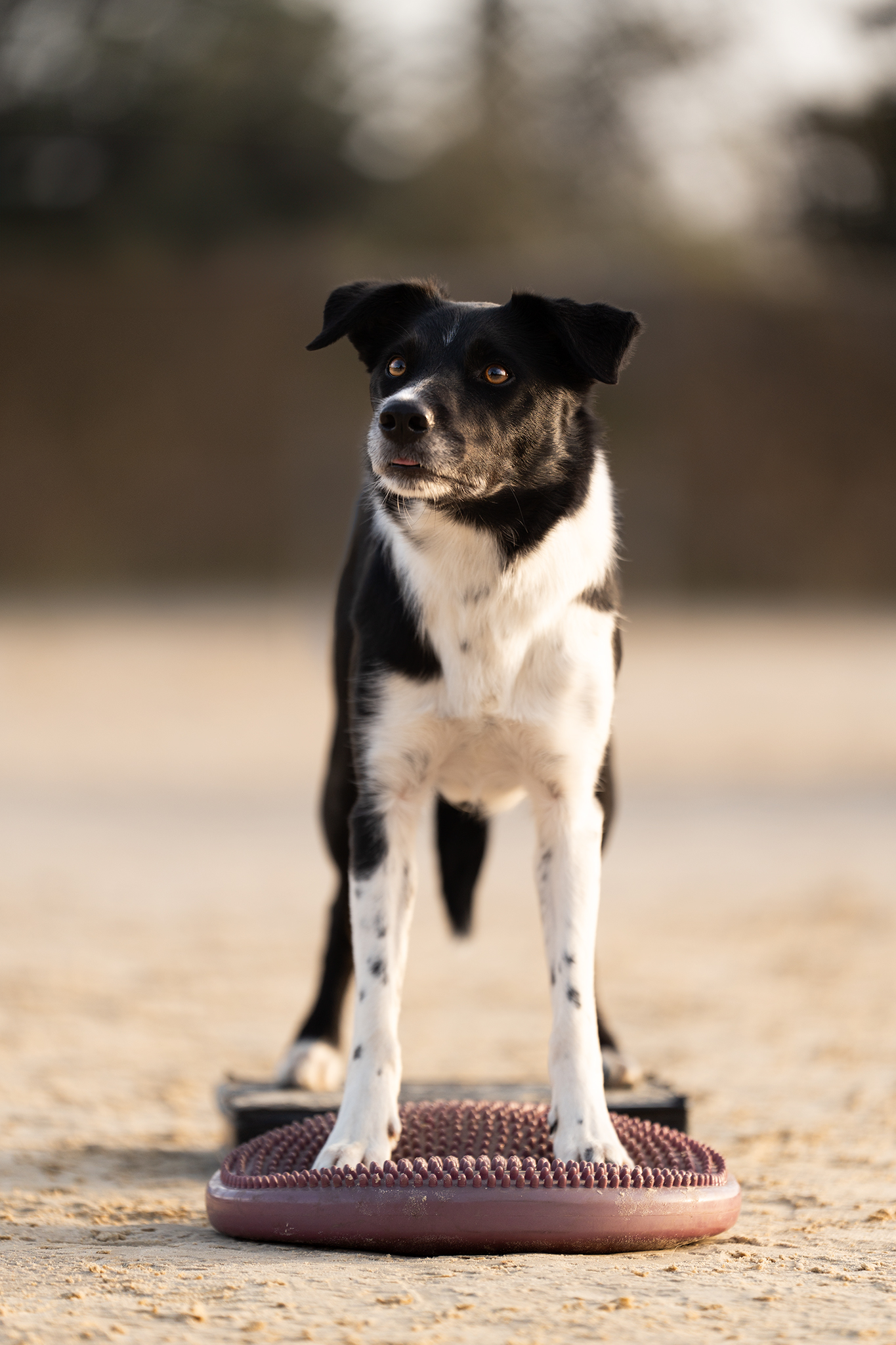 Juste canin Fitness (5)