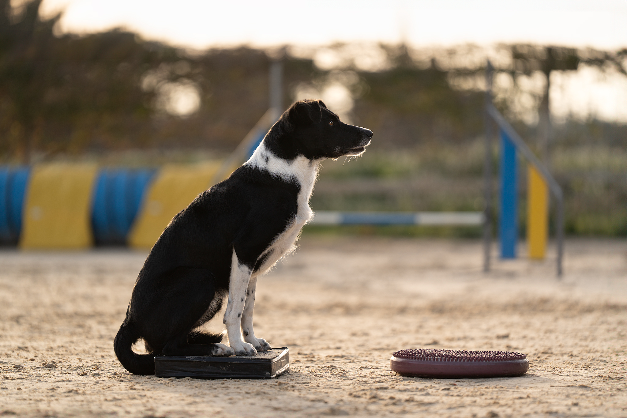Juste canin Fitness (6)